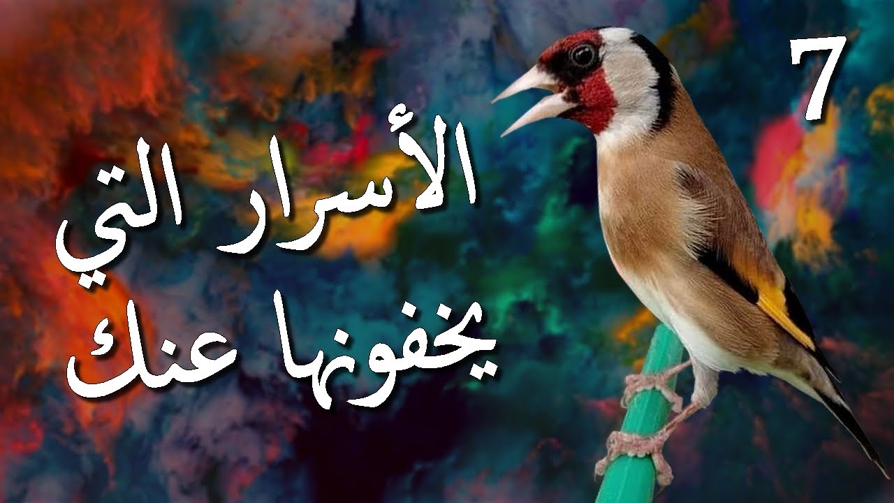 كيف أجعل الحسون يغرد - من الألف إلى الياء