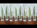 Snake Plant Propagation by Leaf Cuttings in Water