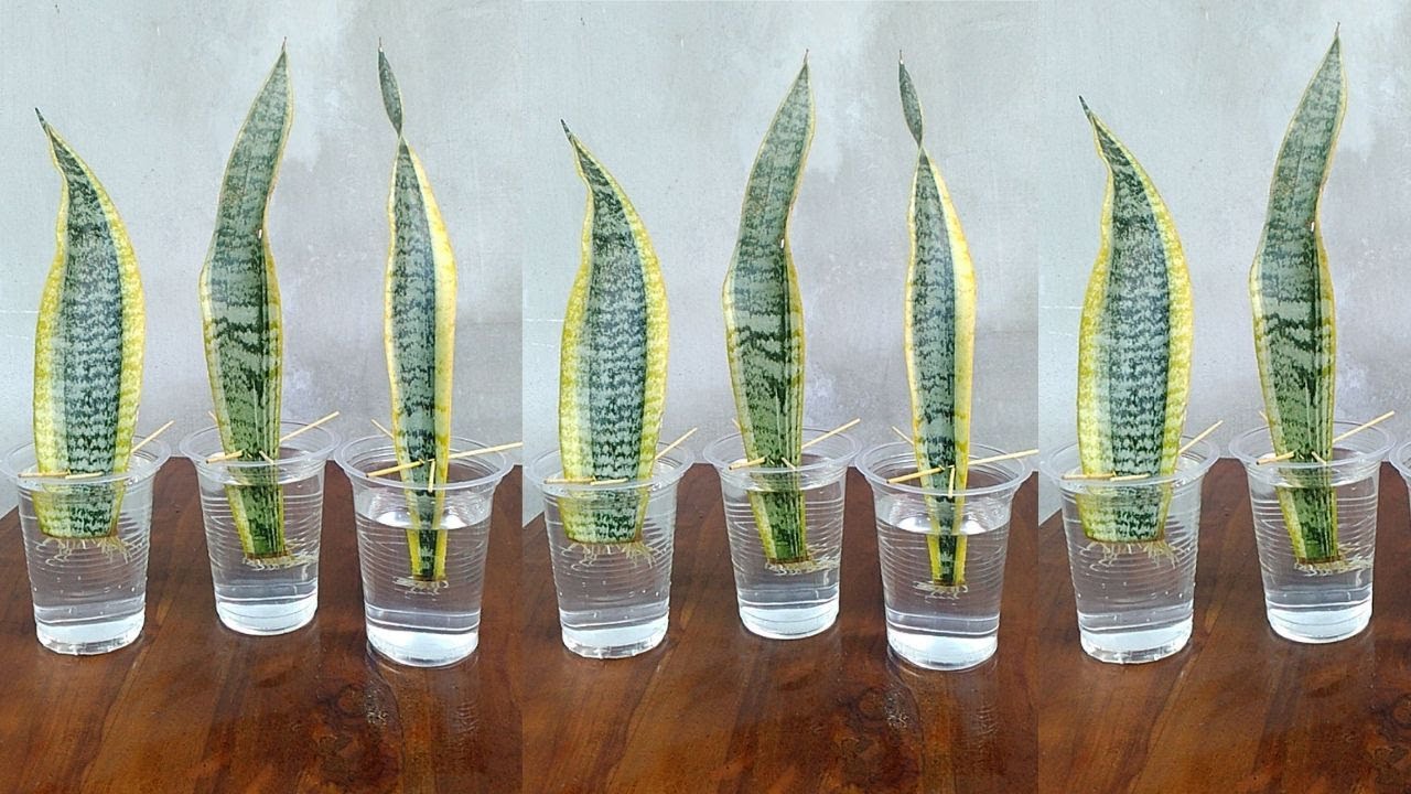 How To Propagate Snake Plant From Cutting - Snake Poin