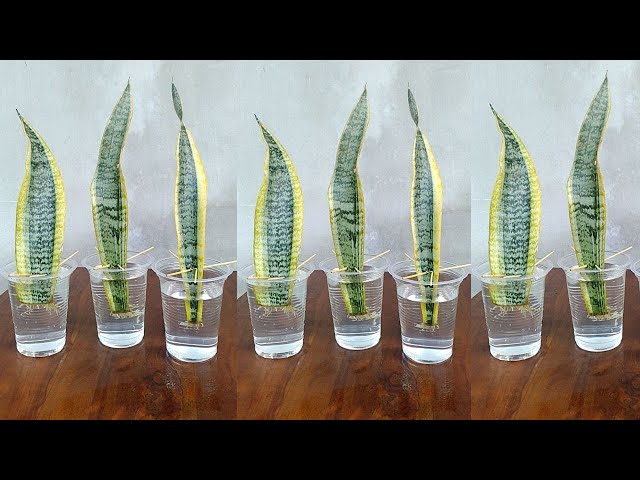Snake Plant Propagation by Leaf Cuttings in Water - YouTube