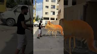 قطة غريبة وبودي كانو عم يعملوا