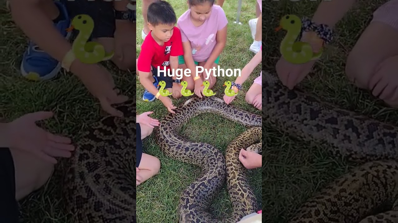 Huge Python kids never scared 🐍🐍🐍 