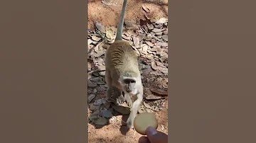 I Didnt Know Monkey Eat Lemon Biscuits Africa Travel Nsobegamecamp 