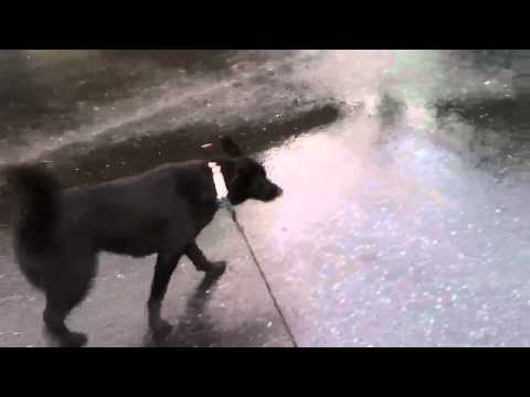 action-movie-fx-demo---dog-walk-goes-wrong