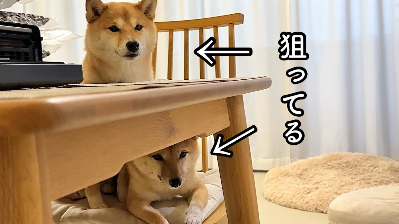 狼の血を引く柴犬姉妹から本能剥き出しで狙われました笑 - YouTube