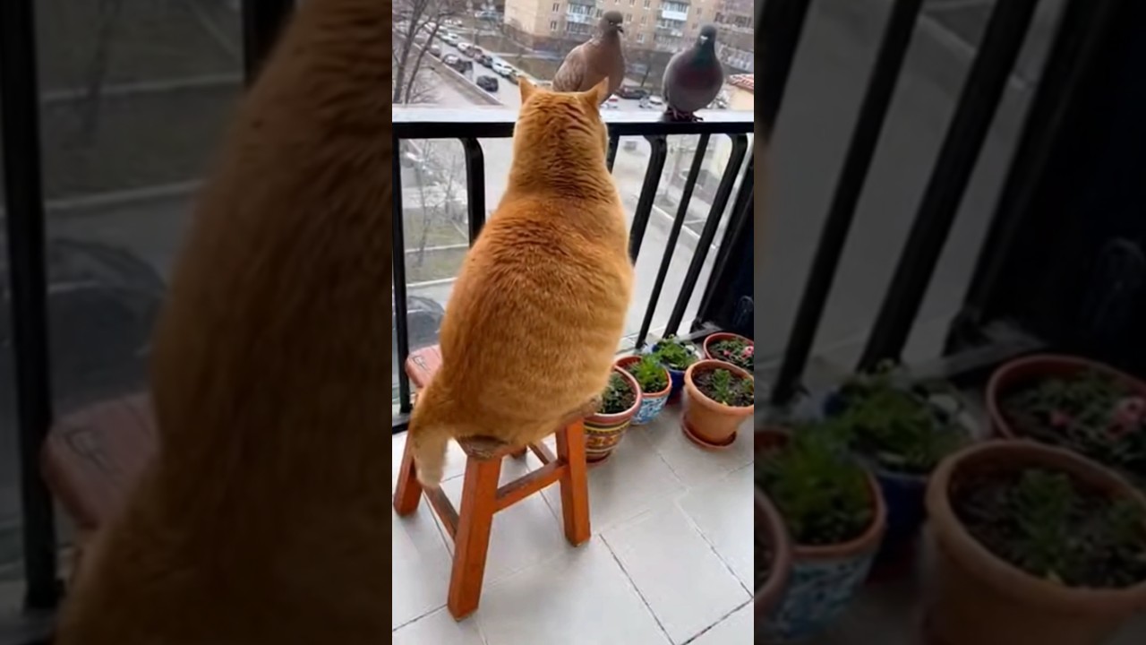 Когда охотник не рассчитал вес 😂🐱💥 