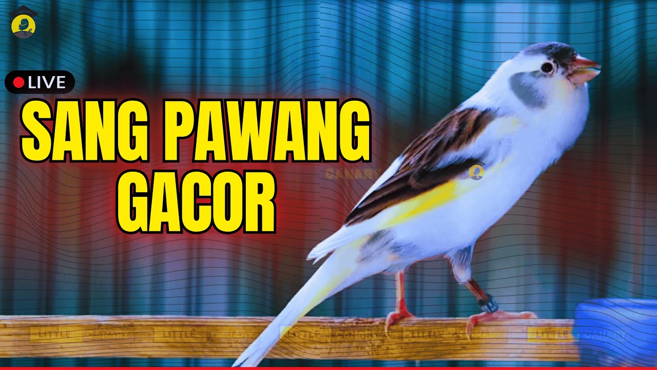 Terapi AMPUH kenari gacor panjang Cuit Cuit Full EMOSI, Pancingan Kenari Macet danPaud Belajar Bunyi