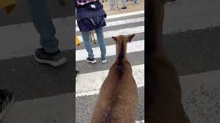 Nara Deer using the Crosswalk