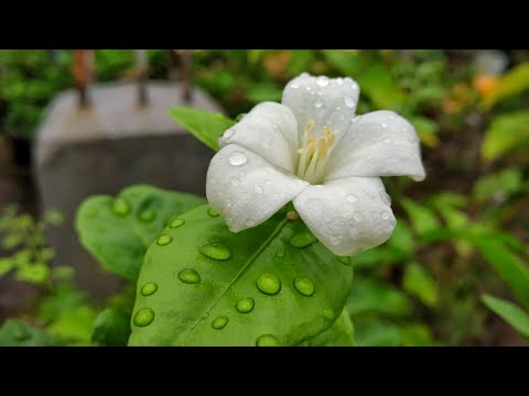 Video: Murraya Paniculata (30 Fotot): Seemnetest Kasvatamine Ja Kodune Hooldus. Vaated. Miks See Ei õitse Ja Mida Teha, Et õitseda?