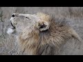 The Injured Orpen Male Lion Still Fights On | On the Beat in the Manyeleti #107