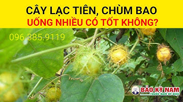 Cây lạc tiên, Chùm bao có tác dụng gì? | Uống nhiều có tốt không?