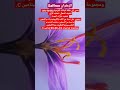 نبتة و معلومة الزعفران Saffron