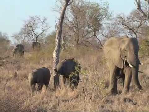 camera iphone 8 plus apk Elephant Families