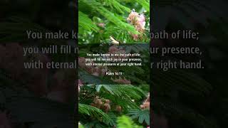 Fullness Of Joy Psalm 1611 Shyaks - Verse Of Hope