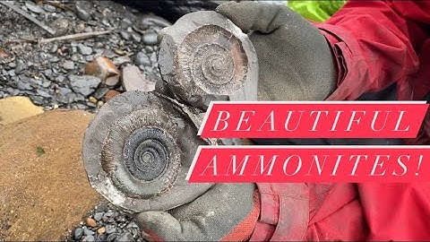 Fossielenjagers vinden ongelooflijke ammonieten en botten!