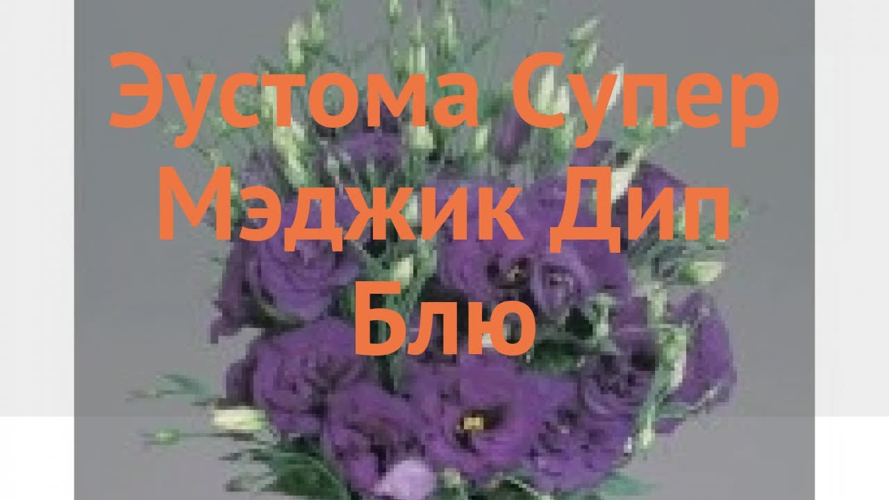 Эустома обыкновенная Дип Блю 🌿 эустома Дип Блю обзор: как сажать семена ...