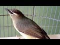 Suara Burung Opior Jambul Gacor Ngeplong Cocok Sebagai Isian Masteran Murai Batu Bahan Mp3 - Mp4 Download