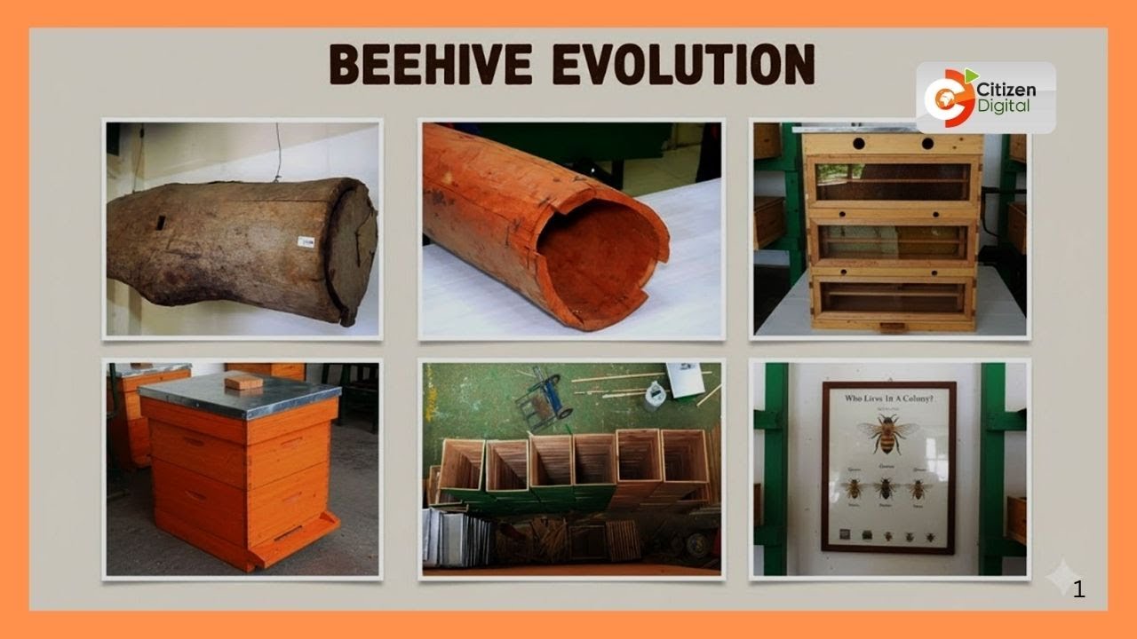 | KENYA'S GOLD | BEEHIVE EVOLUTION | GOLD FEATURE | PART 1