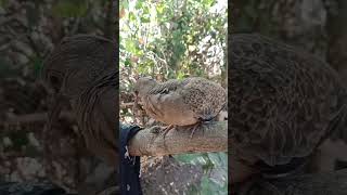 kabutar ????youtubeshorts shortsfeed birdslover shorts