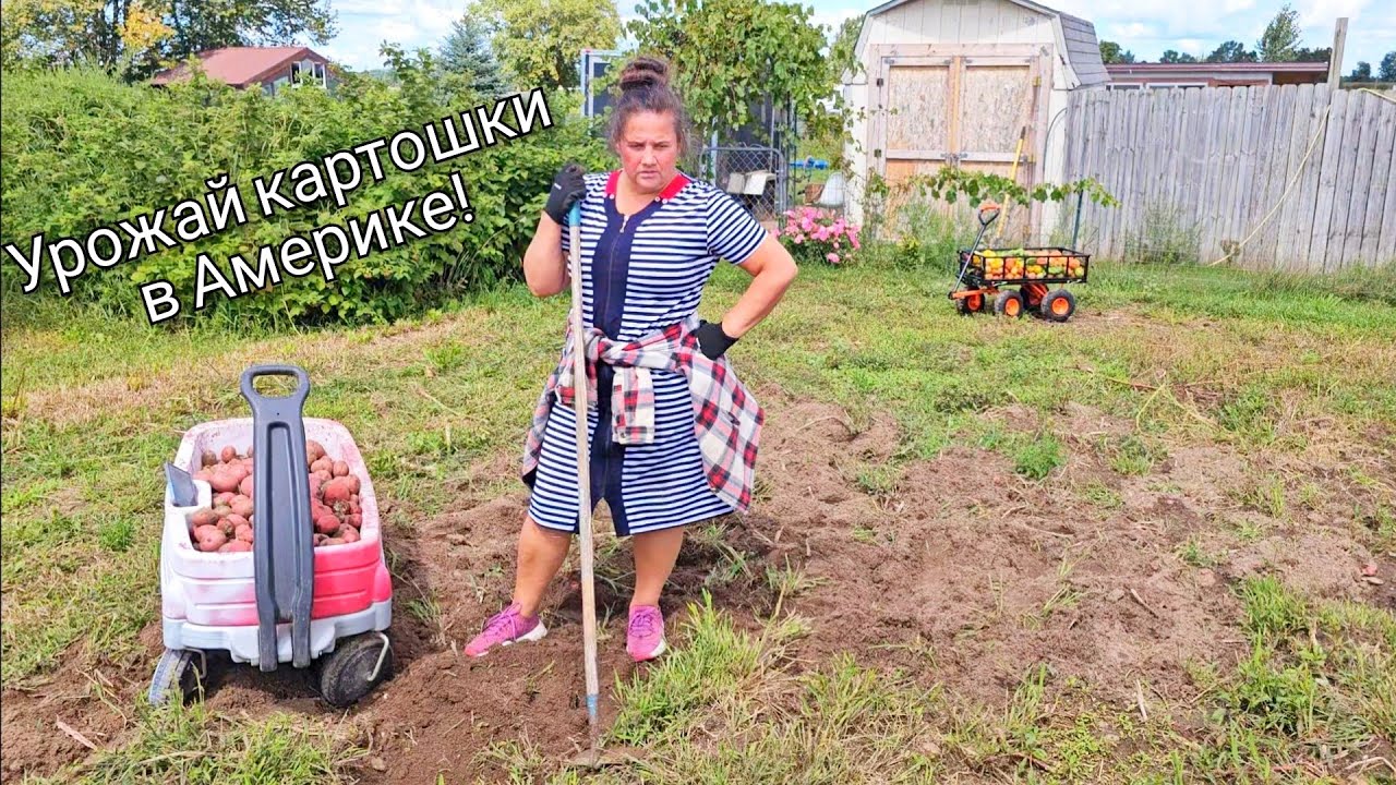 Как я КОПАЮ КАРТОШКУ В АМЕРИКЕ! 
