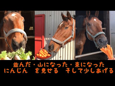 並んだ・山になった・束になった　にんじん　を見せる　そして少しあげる　ASMR
