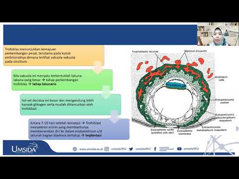 Video: Apa yang membentuk trofoblas?