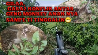 Download Lagu separate the conflict between monkey gangs MP3