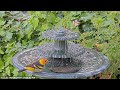 Very young allens hummingbird chick at the fountain and then a beautiful western tanager birdbath
