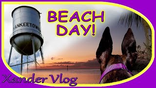 Greyhound BEACH day! | Life with a retired racing Greyhound