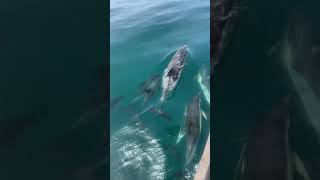 Sailing Encounter with Dolphins