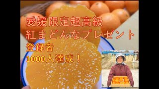 登録者1000人記念　愛媛限定超高級柑橘　1玉1000円紅まどんなプレゼント企画 20/11/25