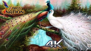 4K The World's Most Beautiful Birds with relaxing  Instrumental Modern Country music #birds #nature