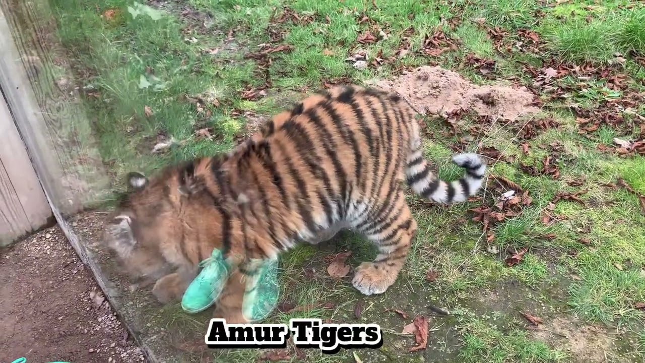 Knowsley Safari Park | Full Tour | December 2025 