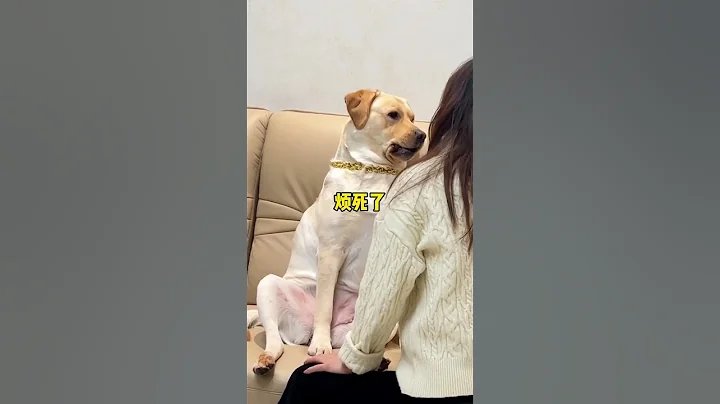 当我出门没带狗，回家后它就这样了 - 天天要闻