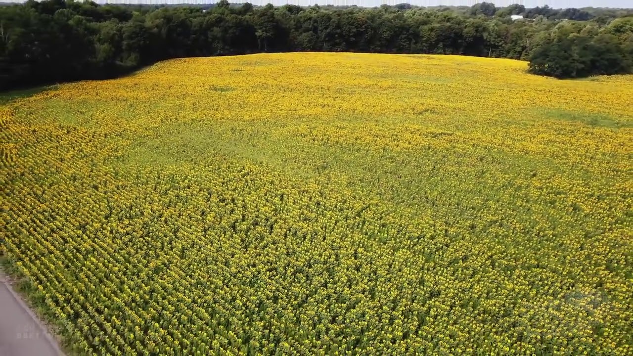 09122020 Girard Township, PA Sunflower Field Drone Video YouTube