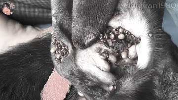 Protect Your Dog From Many Ticks Attacking - How We Can Remove All Ticks From Dogs @FamilyKun