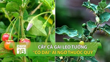 Cây cà gai leo: Tưởng "cỏ dại" ai ngờ thuốc quý | VTC16