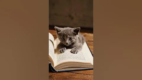 Watch the video about The cute baby kittens | cute video #cute #cat #animals