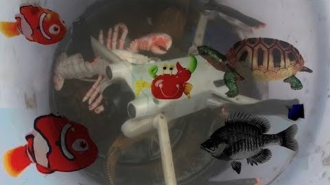 Con cá thật cá rô, con cua, con cá diếc, tên đồ chơi con tôm, con bạch tuộc, con vịt, con rùa #07