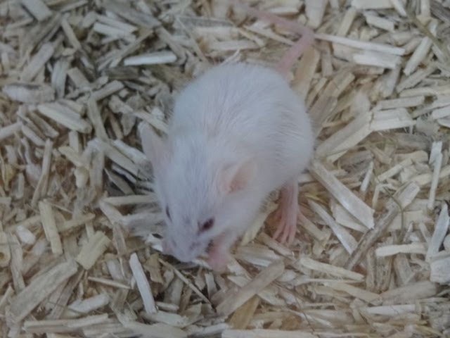 La souris blanche est très futée - Villaverde Pizançon - Chatuzange le  Goubet - Drôme France 