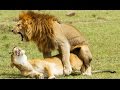 Sexe : comment font les lions ? - ZAPPING SAUVAGE