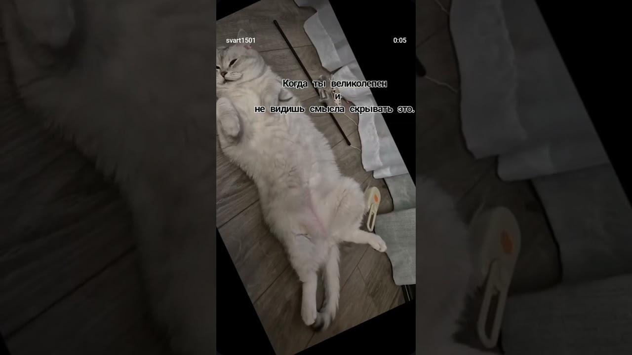 "The Silver Show 🐾 | Кот Сильвер в своем стиле! 😻"