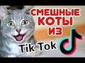 Смешные КОТЫ из Tik Tok / Funny CATS from Tik Tok