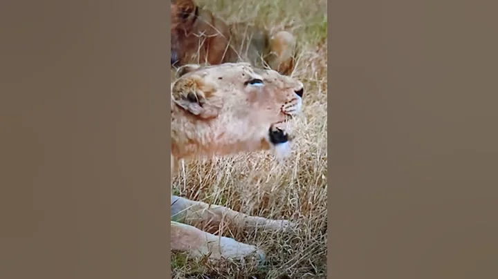 Mother recognizes one Cub missing. Lioness called and Cub reaches Mom