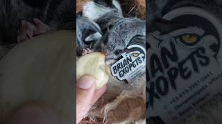 Tupai Terbang Flying Squirrel