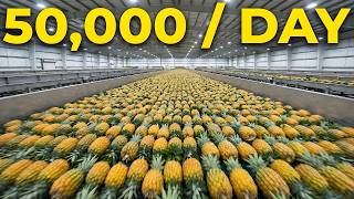 Inside The Billion-Dollar Factory That Processes 50,000 Pineapples A Day