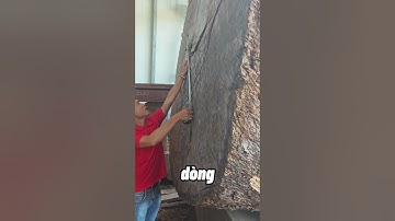 Hành Trình Truy tìm Gỗ Cẩm Lai Khủng Nhất Việt Nam  | Sơn Sập Gỗ