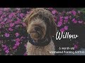 Willow | 6 Month Old Wirehaired Pointing Griffon | Obedience Training | Distraction Training