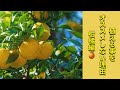 なんで?植木屋がオススメしない植木 柑橘編 (字幕対応)