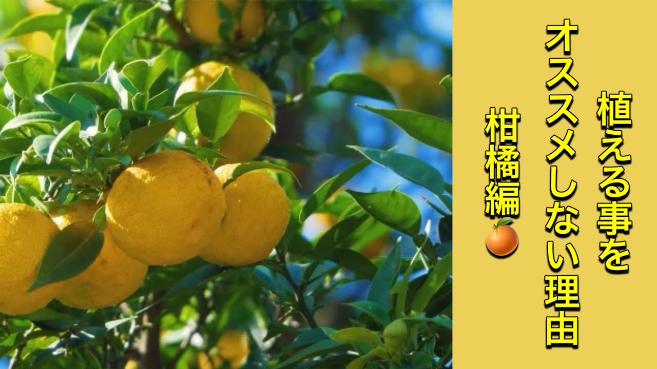 なんで？植木屋がオススメしない植木　柑橘編 (字幕対応）